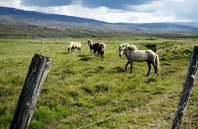 De wildernis van IJsland