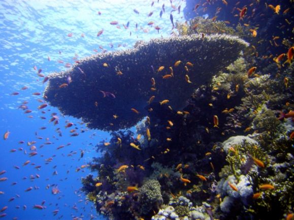 Best of Ras Mohamed and Straits of Tiran diving 2