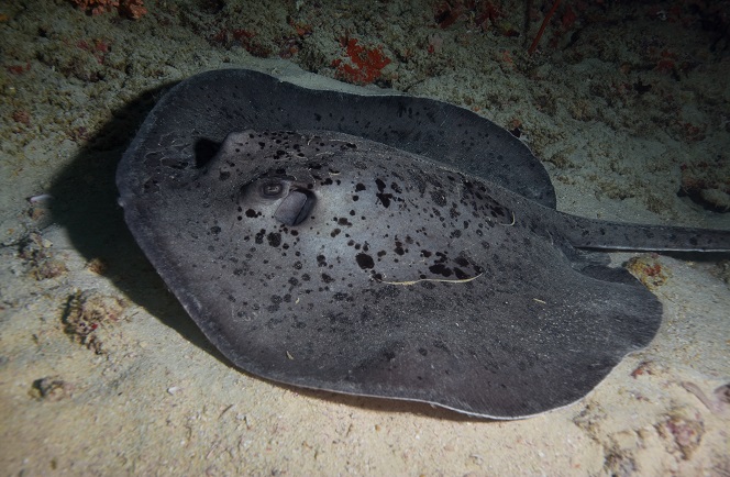 StingRay Liveaboard Malediven 7