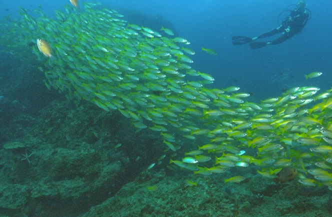 Marco Polo Liveaboard Thailand 18