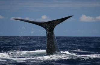 Giganten der Oceaan Afbeelding