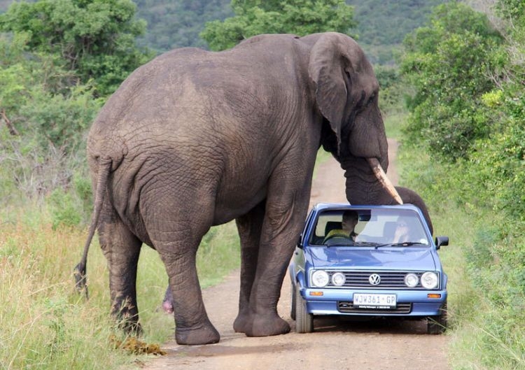 Kruger National Park en Mozambique 1