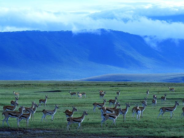 15daagse combinatie WildPark en Zanzibar Diving Afbeelding