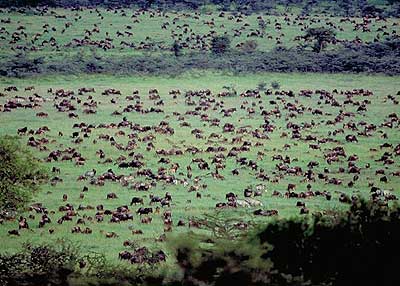 Combinatiereis Tanzania en duiken in Zanzibar 14