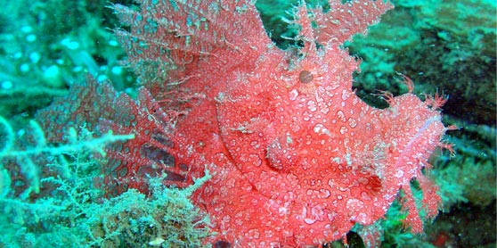 Bunaken en Lembeh  Froggies 2