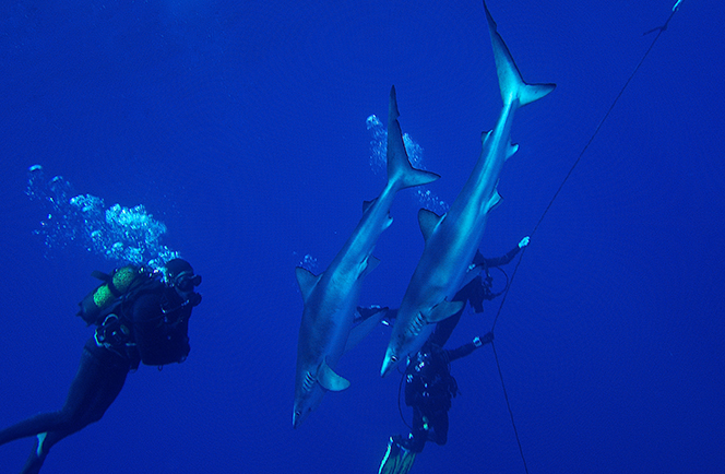 Azoren Liveaboard 10