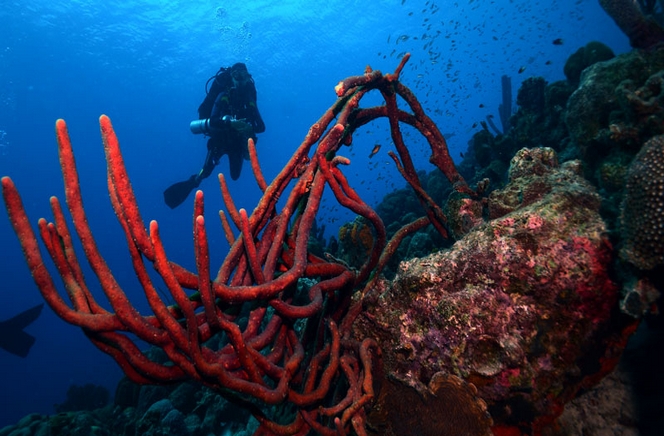 Drive and Dive Caribbean Club Bonaire Afbeelding