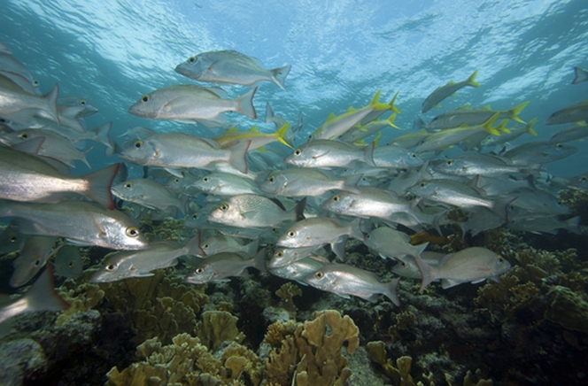 Drive and Dive Caribbean Club Bonaire 1