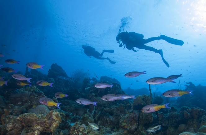 Drive and Dive Caribbean Club Bonaire 2