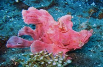 12 daagse combinatiereis Bunaken en Lembeh