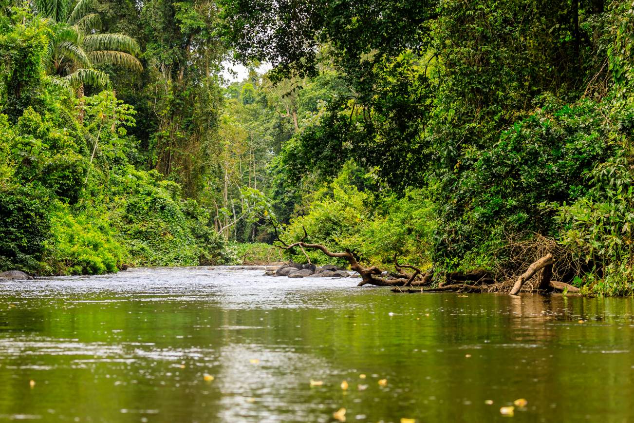 Suriname Palumeu highlight rondreis 2