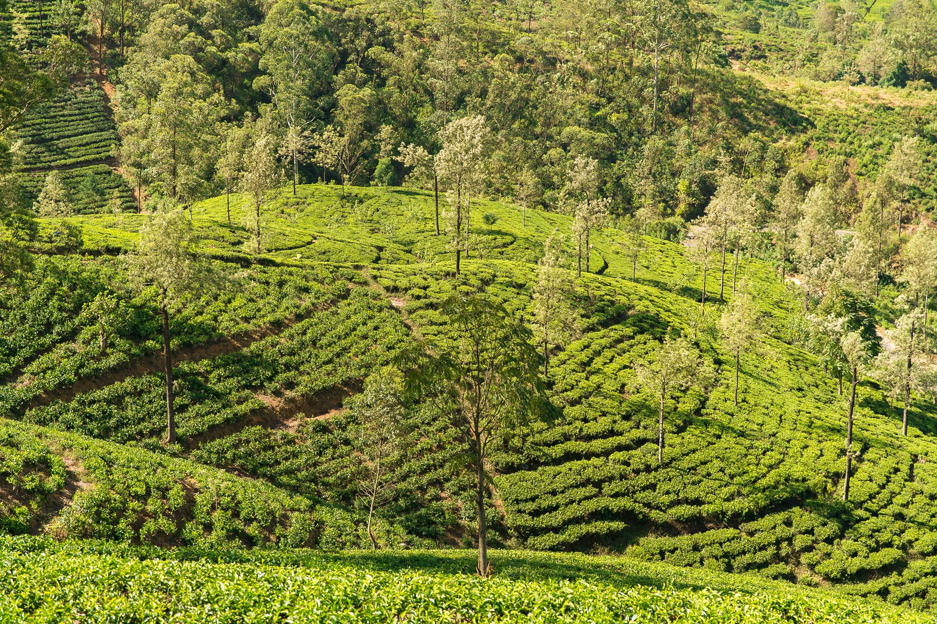 Individuele Rondreis Sri Lanka 14 dagen