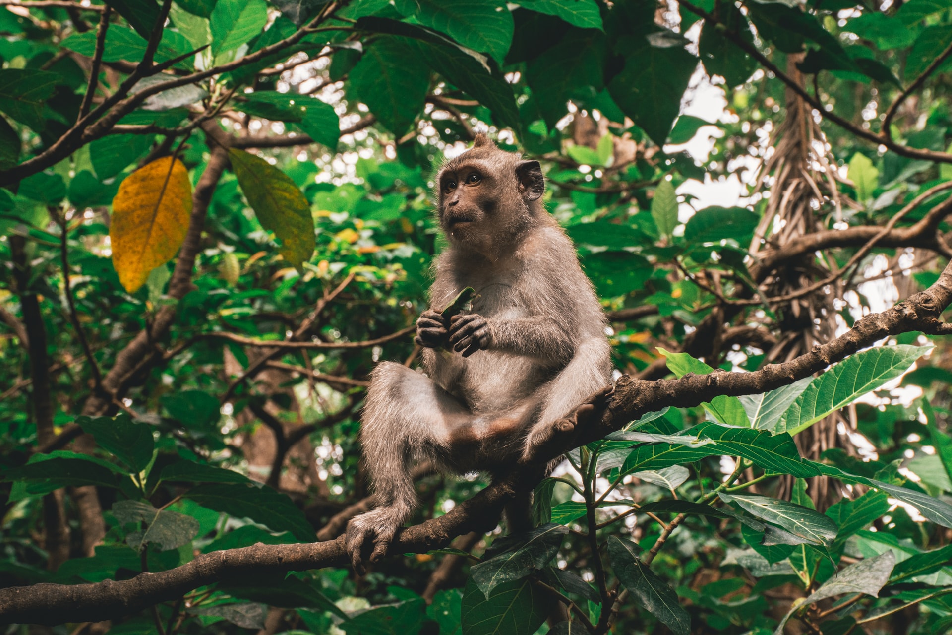 11-daagse Rondreis Sumatra: orang-oetans en stammen