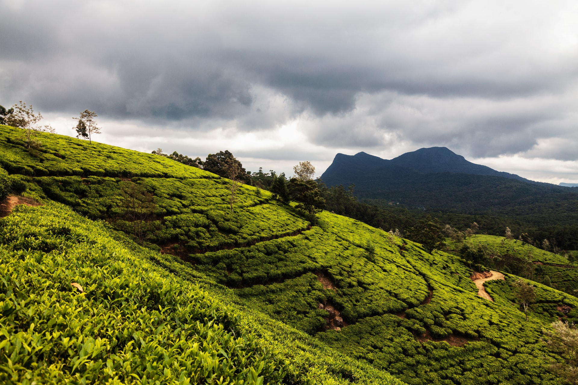 Individuele Rondreis Sri Lanka 26 dagen