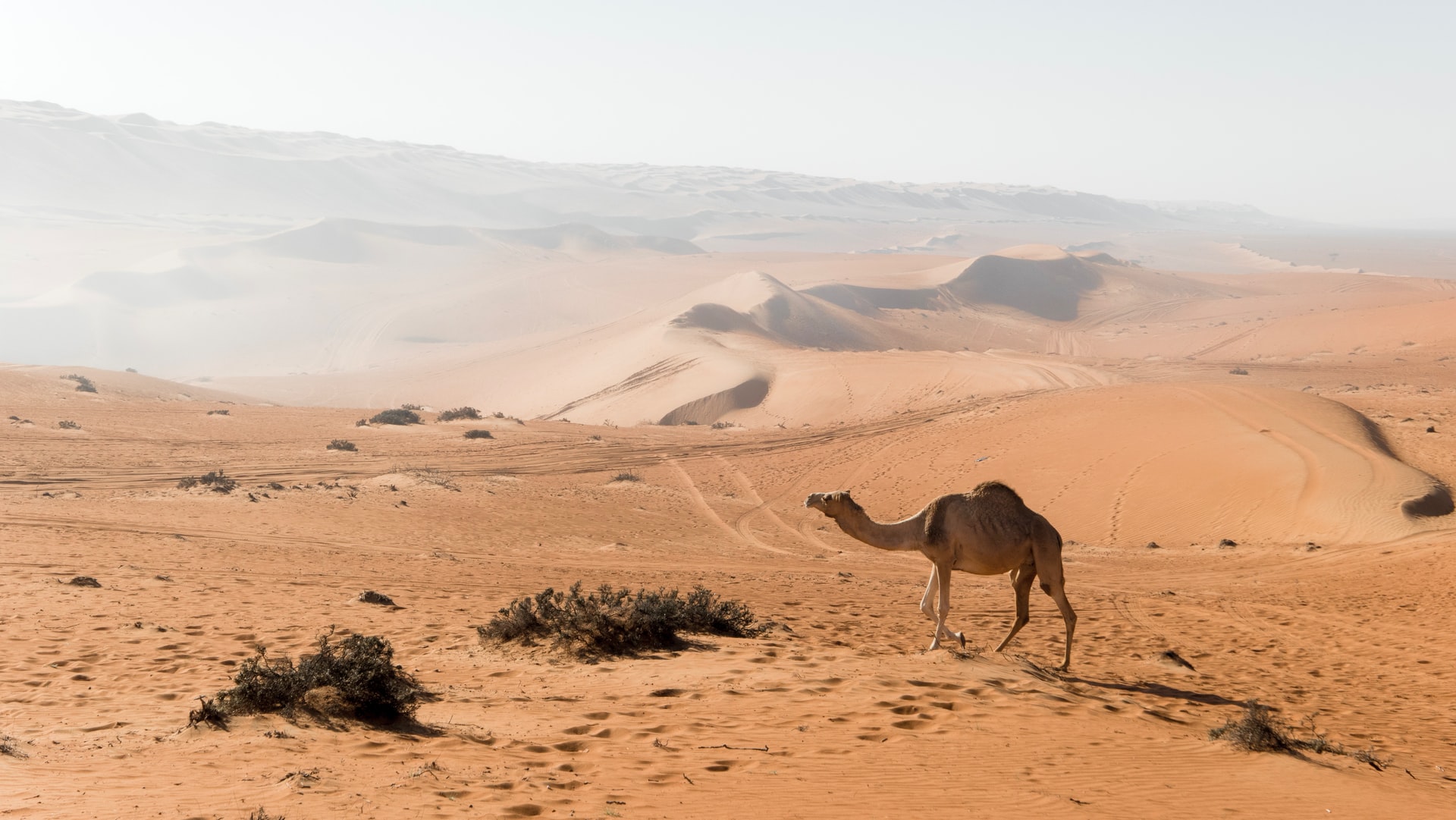 10 daagse Rondreis Hoogtepunten van Oman en Woestijn